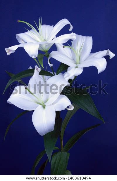 Beautiful White Lily Flower Blue Background Stock Photo 1403610494