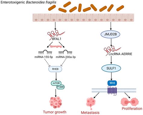 Cancers Free Full Text Effects Of Long Non Coding Rnas Induced By