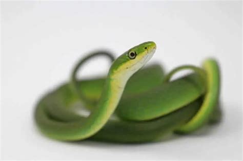 Rough Green Snake Care Diet Size Habitat And More