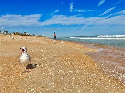 Ecotourism Adventures in Palm Coast and the Flagler Beaches