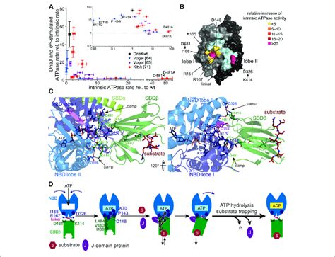 Allostery In Hsp70s A Amino Acid Replacements Outside The