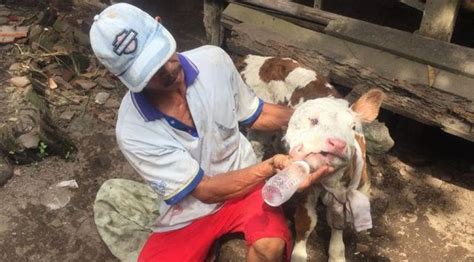 Kelahiran Anak Sapi Berkepala Dua Hebohkan Warga Di Blitar Kumparan