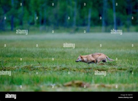 European Gray Wolf Canis Lupus Lupus Walking On A Clearing Side