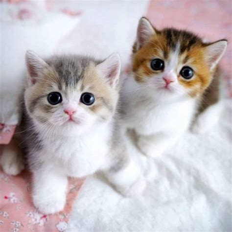 Two Kittens Are Sitting On A Pink And White Blanket