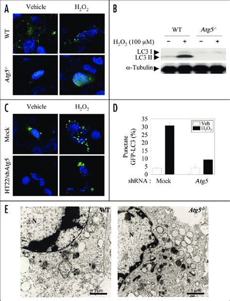 Impairment In The Formation Of Autophagosome In Atg Deficient Cells