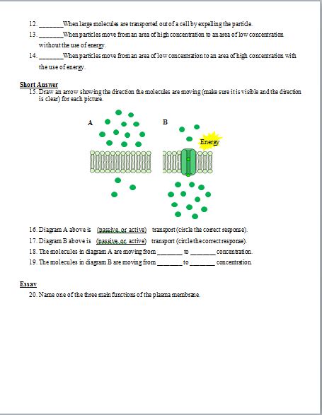 Cellular Transport Test Review Questions And Answer Keys Teaching Resources