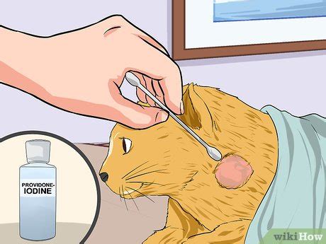 How To Clean A Cat Wound Steps With Pictures Wikihow Pet