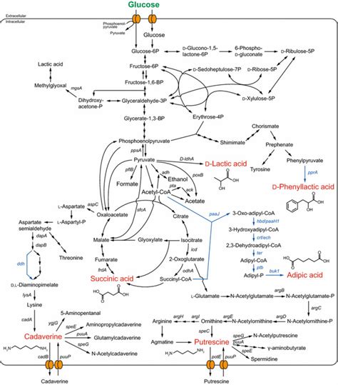 Schematic Representation Of The Metabolic Pathway In E Coli For The