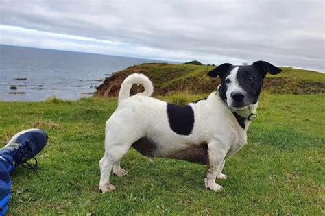 Coastguard Rescue Dog Who Fell Off Cliff After Being Spooked By