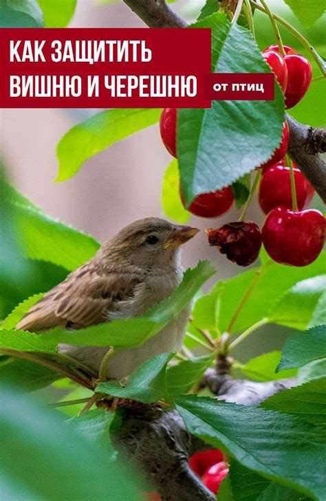 Как защитить вишню и черешню от птиц | Черешня, Растения, Городской сад