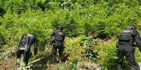 Erradican Plantaciones De Coca Y Marihuana En Diversos Departamentos