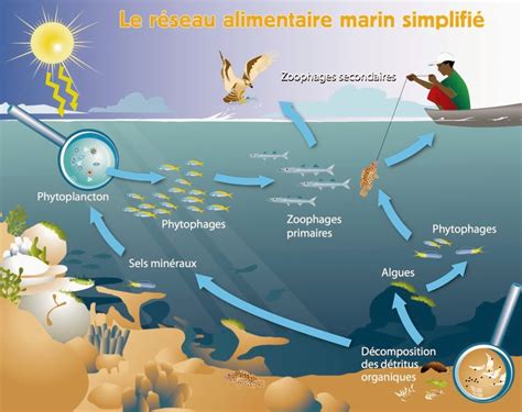 Voyage Au Coeur De La Biodiversit Marine