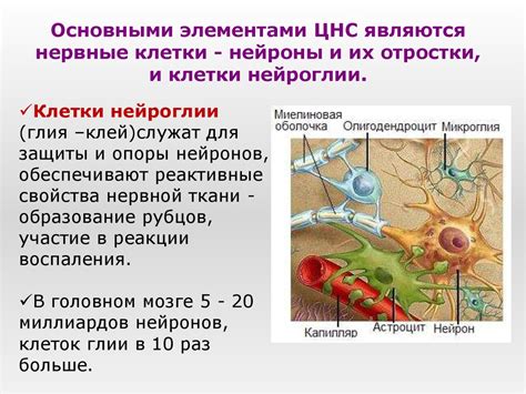 Строение и функции нервной системы человека - презентация онлайн