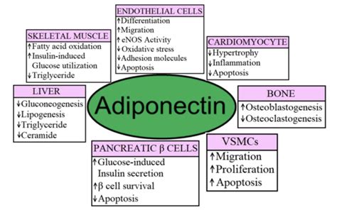 Adiponectin The Secrets Of Medicine