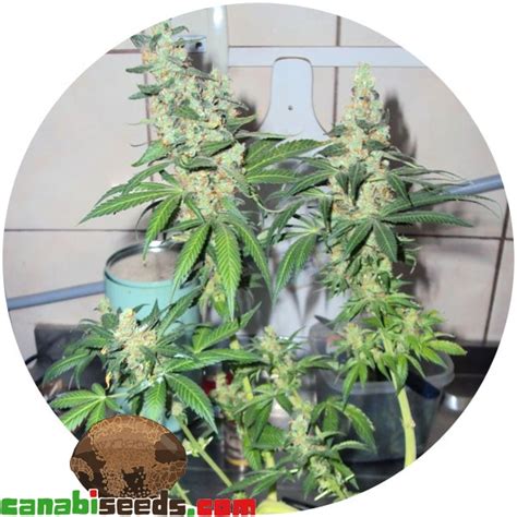 Skunk Sensi Seeds