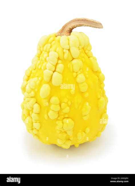 Tall Ornamental Warted Gourd With Yellow Skin And Unusual Lumpy Shape