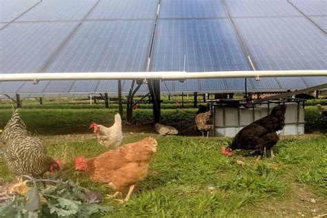 Farming For The Future How Some Mix Agriculture With Solar Panels