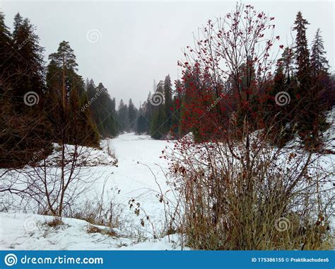 Cinzas De Montanha Vermelhas No Fundo De Uma Lagoa E Floresta