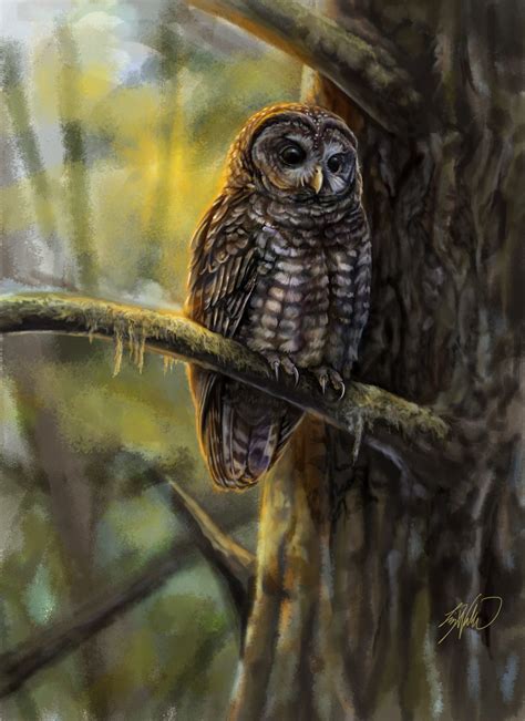 Gallery Spotted Owl Ambassador For Forest Conservation Living Bird