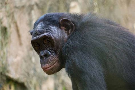 Types of Apes in the World - Africa | Kenya | List | Monkeys - Primates ...