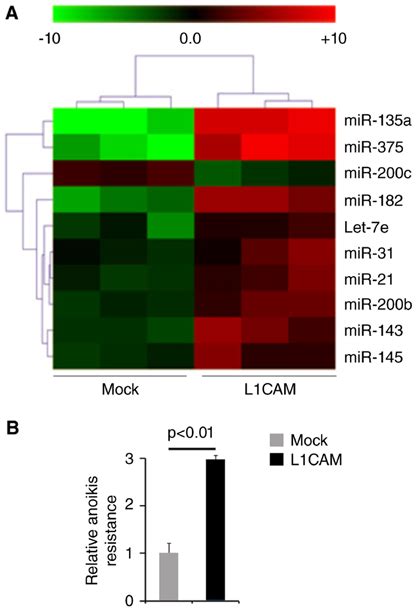 L1CAM Regulates Paclitaxel Resistance Associated MicroRNAs Expression