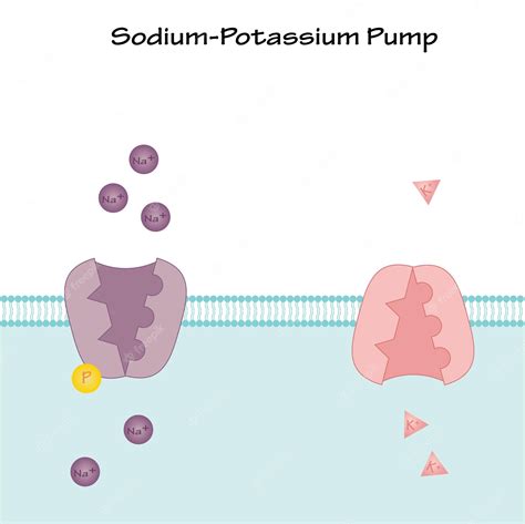 Sodium Potassium Pump Animation