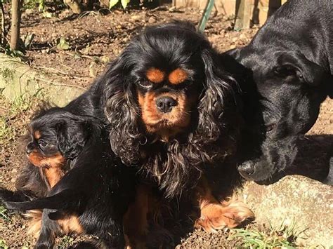 Des Rois du Monde Élevage de Cavalier King Charles Spaniel à Piennes