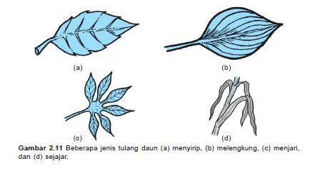 Struktur Daun dan Fungsinya