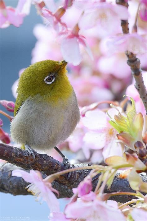 Pin By Vista Thomas On Spring Has Sprung Beautiful Birds Colorful