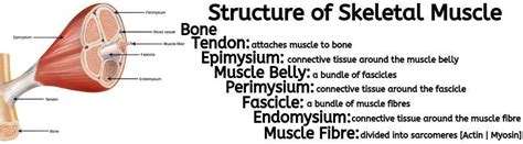 How Much Protein Is In Skeletal Muscle The Structure And Composition