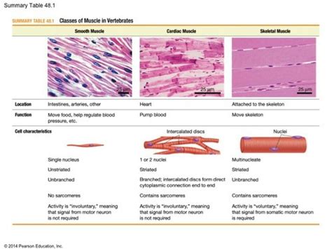 Cardiac Muscle Tissue Location And Function Quizlet Goimages Pewpew