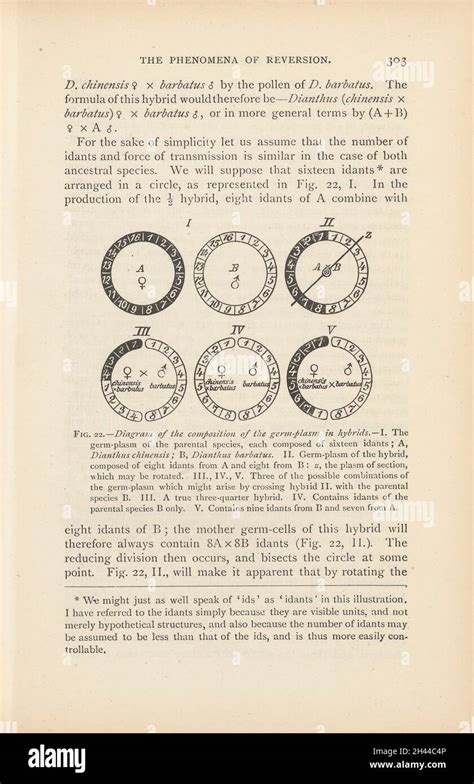 Diagram of the composition of the germ-plasm in hybrids, fig. 22 in ...