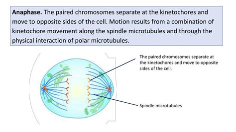 Ppt Nucleolus Powerpoint Presentation Free Download Id6851356