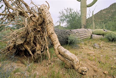 How Long To Root Pencil Cactus See More Growing And Care Tips From