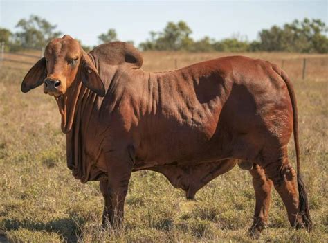 Rocky Repro Queenslands Bovine Reproduction Centre