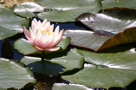 Free Images Nature Leaf Flower Petal Pond Botany Sacred Lotus