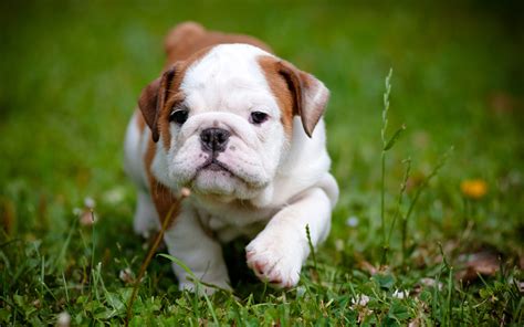 Pit Bull Puppy Wallpaper HD (51+ images)