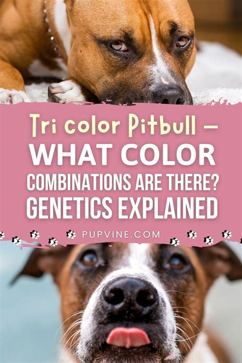 Tri Color Pitbull What Color Combinations Are There Pitbulls Tri