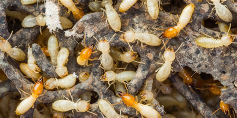 Termite Pest Control Woes Signs You Could Be Facing Problems Top