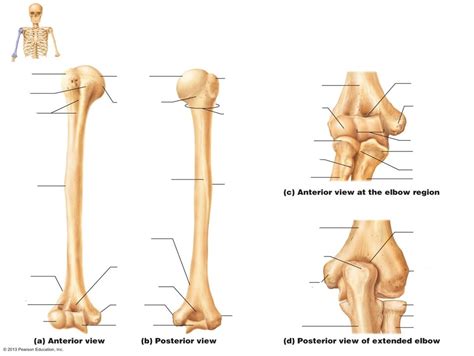 Humerus Labeling Diagram Quizlet