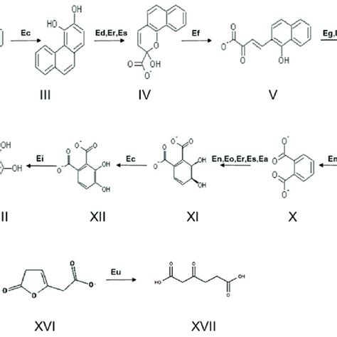 Gene Organization Of The First Benzoate Degradation Enzymes Encoding