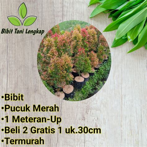 Jual Bibit Tanaman Pohon Pucuk Merah Meter Up Pohon Pucuk Merah