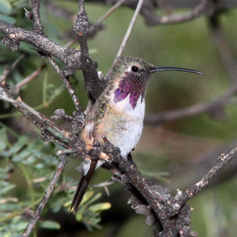 All 14 Amazing Hummingbirds Of Arizona With Pictures