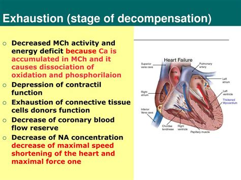 Ppt Heart Failure Myocardial Infarction Powerpoint Presentation