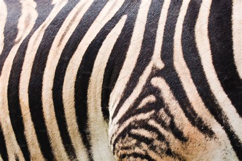 Zebra stripes featuring zebra, pattern, and stripes | Abstract Stock ...