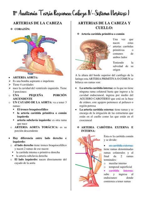 ANATOMIA ARTERIAS DE LA CABEZA Rose Mary Durand Arias UDocz