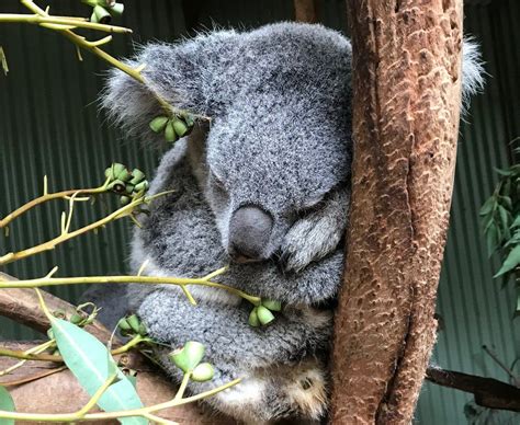 Saving Koalas Gene Study Promises Solution To Deadly Sex Disease BBC