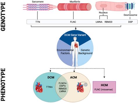 The Genotypephenotype Interface In Dilated Cardiomyopathy Key Dcm