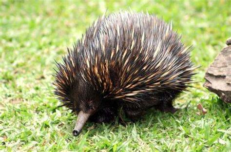 Echidna insight into evolution of embryo growth