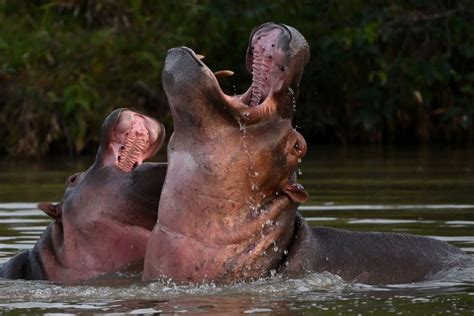 Pablo Escobar’s ‘cocaine hippos’ face Colombian government cull | CNN